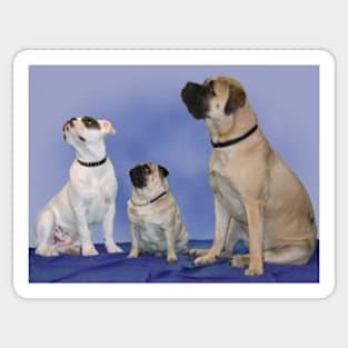 Harry, George & Freda Sticker